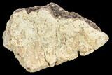 Fossil Triceratops Frill Section - North Dakota #117439-1
